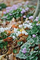 Cyclamen hederifolium growing at the base of a beech tree. October, Autumn.