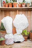 Plants wrapped in fleece and stored in a greenhouse, to keep protected during the winter season