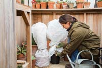 Woman covering plants in fleece and storing them in a greenhouse, to keep protected during the winter season