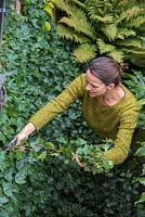 Woman cutting back vertical wall of Hedera - Ivy, in a shady passage