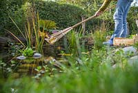 Woman using a bamboo rake to remove leaves from a pond