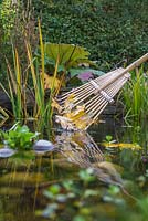 Using a bamboo rake to remove leaves from a pond
