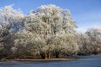 Frosty field maple, considered to be the oldest coppiced field maple in the UK, Hatfield Forest, Essex