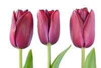 Tulipa 'National Velvet', Triumph Group  