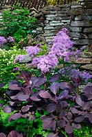 Purple border with Cotinus coggygria and Thalictrum, stone wall in background