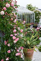 Rosa 'Cornelia'- climbing rose, greenhouse in background