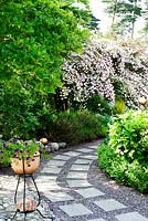 Path in garden, stone slabs used as stepping stones in gravel, Kolkwitzia amabilis in bloom in background, petunia in terracotta pot