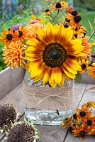 Helianthus annuus 'Rio Carnival' - Sunflower arranged with Rudbeckia 'Prairie Glow' and chrysanthemums in glass jar