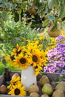 Helianthus annuus - Sunflowers displayed in cream jug with harvested pears