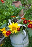 Helianthus annuus - Sunflowers and tagetes in watering can