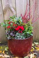 Autumnal container planted with cyclamen, ajuga, skimmia, viburnum and imperata cylindrica 'rubra'