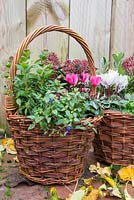 Wicker basket container planted with Cyclamen, Viburnum, Skimmia and Trailing Veronica