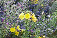Brtish native wildflowers Oenothera biennis, Echium vulgare, Epilobium hirsutum, flowering in Summer. Common Evening Primrose, Vipers Bugloss, Great Willowherb