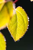 Cercidiphyllum japonicum - Katsura Tree leaves with dew drops - May 
