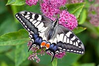 Papilio machaon ssp. britannicus, Swallowtail butterfly resting on  Spiraea japonica flowers in garden - July 