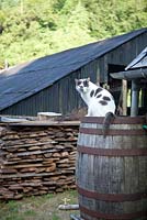 Cat sitting on old barrel used to collect rain water