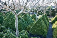 Four standard fig trees underplanted with box pyramids and black leaved Ophiopogon planiscapus 'Nigrescens' form the centrepiece of a formal kitchen garden. 