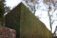 Privet hedge with very neat, sharp cut