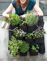 Young woman watering herbs and strawberries in wall bags - Vertical Gardening
