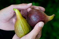 Ficus carica, hands holding figs