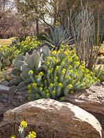 Raised border with Opuntia macrocentra, Fouquieria splendens, Agave americana, Euphorbia lathyris