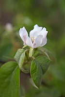 Cydonia oblonga 'Sibley's Patio Quince'