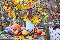 Bucket of rosehips, jug of perennials and autumn leaves and harvested vegetables - rosehips, Verbena bonariensis, maple, Rudbeckia triloba, Sedum 'Herbstfreude', onions, apples, pears, squashes, turnips, peppers.