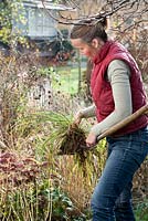 Woman digging divided grass Deschampsia cespitosa to transplant in new location.