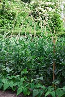 Vicia faba 'The Sutton' broad beans in vegetable garden around a coppice arch with borlotti beans Borlotto 'suprema Nano'