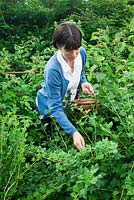 Louise picking gooseberries with small fruit trug in the fruit garden.