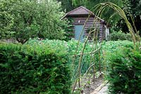Taxu baccata - Yew - hedge and stone pathway through vegetable garden with coppice arch with young french bean seedlings at base. Plum Tree and old weatherboard barn.