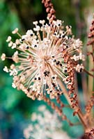 Dried flowers and seedheads - allium and crocosmia detail