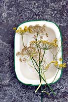 Picked seed heads of dill in vintage enamel dish - saving seeds 