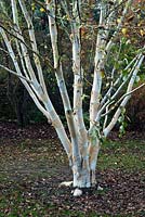 Betula Utilis Jaquemontii 'Grayswood Ghost'-  Himalayan Birch 