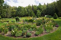 Oval shaped border with various 2008 Hemerocallis - Hybrid Daylilies and a Larix decidua pendula - Weeping Larch in backyard Country garden in summer, Jardin des Mesanges garden, Quebec, Canada