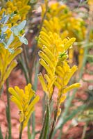 Anigozanthos hybrid 'nana yellow'. Garden: Essence of Australia.