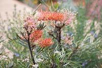 Grevillea olivacea. Garden: Essence of Australia. 