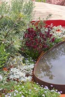 Border planting of Anigozanthos hybrid 'nana dark red', Brachyscome and Eremophila glabra 'Kalbarri Carpet' beside a water feature. Garden: Essence of Australia. RHS Hampton Flower Show 2014