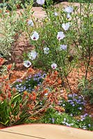 Border planting of Anigozanthos hybrid 'nana orange' and Alyogyne huegelii 'Santa Cruz', underplanted with Brachyscome beside a wooden walkway. Garden: Essence of Australia. RHS Hampton Flower Show 2014