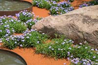 Brachyscome amongst boulder and water features. Garden: Essence of Australia. RHS Hampton Flower Show 2014