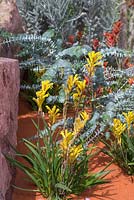 Anigozanthos hybrid 'nana yellow' and Eucalyptus 'Little Boy Blue'. Garden: Essence of Australia. RHS Hampton Flower Show 2014
