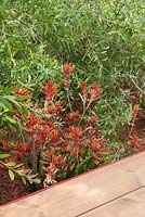 Border planting of Anigozanthos hybrid 'nana orange' and Banksia integrifolia, beside a wooden walkway. Garden: Essence of Australia. RHS Hampton Flower Show 2014