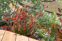 Border planting of Anigozanthos hybrid 'nana red' underplanted with Brachyscome, beside a wooden walkway. Garden: Essence of Australia. RHS Hampton Flower Show 2014