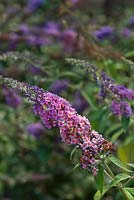 Buddleja x weyeriana  'Bicolour'  'Kaleidoscope' - butterfly bush - late summer