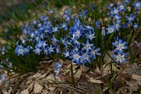 Chionodoxa x forbesii - Forbes' Glory-of-the-snow - spring