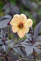 Dahlia 'Haze' Mystic series. Hampton Court Flower Show 2014. Garden: Wrath - Eruption of Unhealed Anger. Designer: Nilufer Danis. Sponsor: RHS