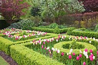 Tulipa 'Barcelona', 'Shirley' and 'Rosalie' amongst clipped Buxus topiary in The Knot Garden in spring