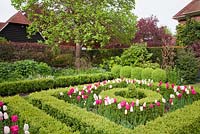 Tulipa 'Barcelona', 'Shirley' and 'Rosalie' amongst clipped Buxus topiary in The Knot Garden in spring 