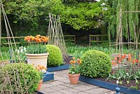 Raised beds with plant cane supports in spring vegetable and cutting garden including Buxus balls and Tulipa 'Ballerina' and Tulipa 'Cairo' in decorative containers