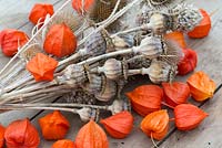 Doecrative seed heads including Ornamental Poppy, Teasel and Chinese lanterns - Physalis alkekengi